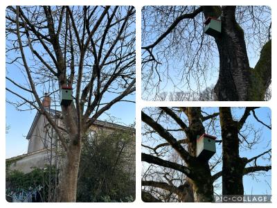 Bird boxes installed on trees in the village